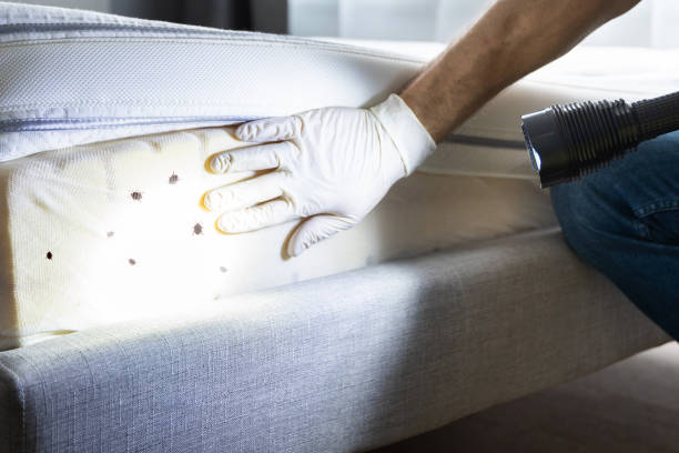 Flea Control Services in Mclean, VA