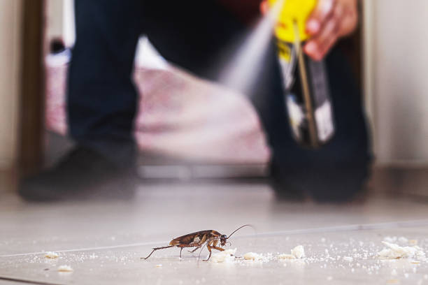 Best Rat Extermination Near Me  in Mclean, VA