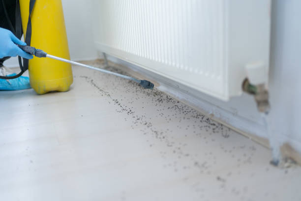 Best Insect Control  in Mclean, VA